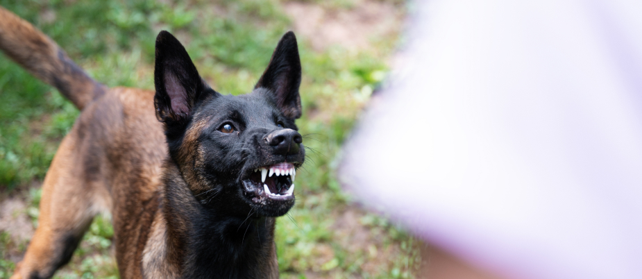 dog snarling